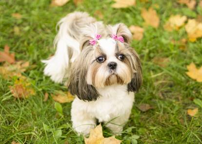 Un Shih Tzu dans un parc avec deux barrettes dans le pelage