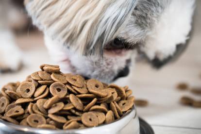 Un Shih Tzu en train de manger des croquettes