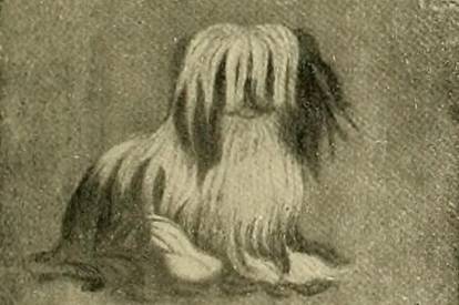 Une illustration ancienne d'un Shih Tzu