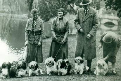 Une photo ancienne des premiers Shih Tzu importés au Royaume-Uni