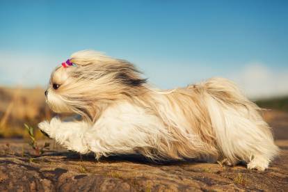 Un Shih Tzu courant à toute allure