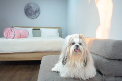 Un Shih Tzu allongé sur un canapé