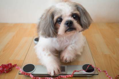 Un Shih Tzu allongé sur une balance
