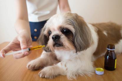 Un Shih Tzu recevant un médicament