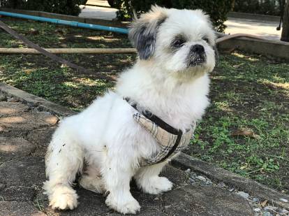 Un Shih Tzu blanc tenu en laisse et marchant sur des pavés