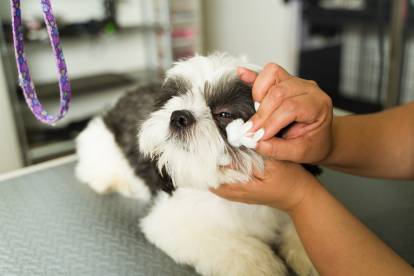 Un vétérinaire en train de nettoyer les yeux d'un Shih Tzu