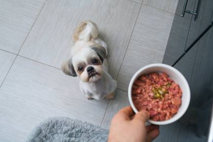 Un Shih Tzu assis sur du carrelage et s'apprêtant à recevoir son repas 