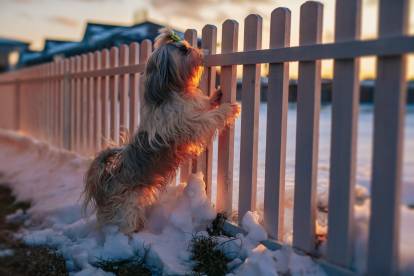 Un Shih Tzu s'appuyant sur une palissade et regardant l'horizon