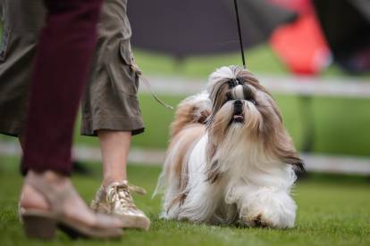 Un Shih Tzu tenu en laisse lors d'une exposition canine