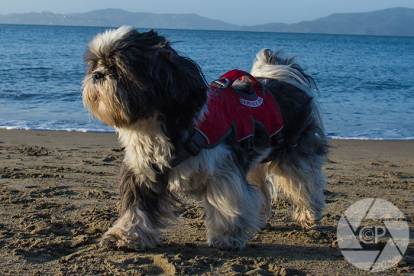 Un Shih Tzu sur une plage et portant un gilet rouge de chien d'assistance