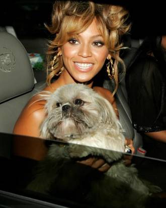 Beyoncé et son Shih Tzu dans une voiture