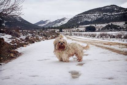 Un Shih Tzu sur un chemin enneigé en pleine nature
