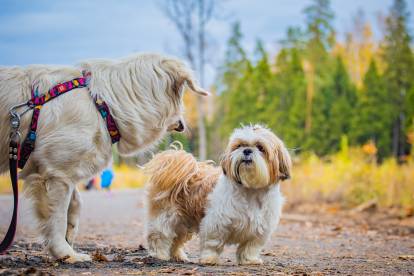 Rencontre entre un Shih Tzu et un autre chien de plus grande taille