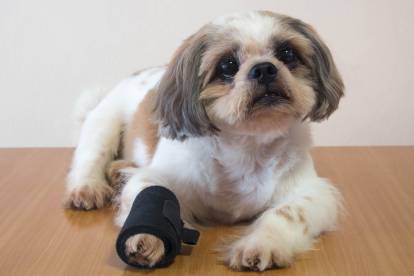 Un chiot Shih Tzu avec un bandage sur sa patte avant droite