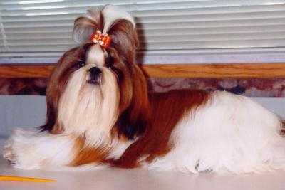 Shih Tzu - Shih Tzu