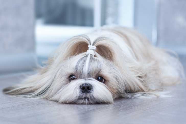 Un Shih Tzu allongé sur le sol