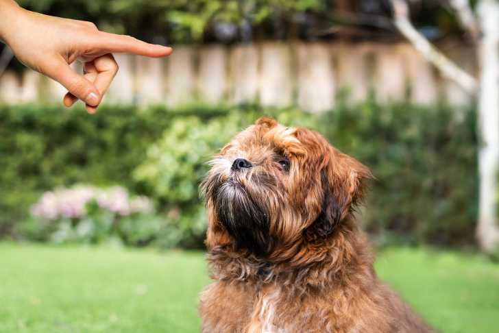 Un Shih Tzu roux assis sur l'herbe alors que son maitre lui fait non de la main