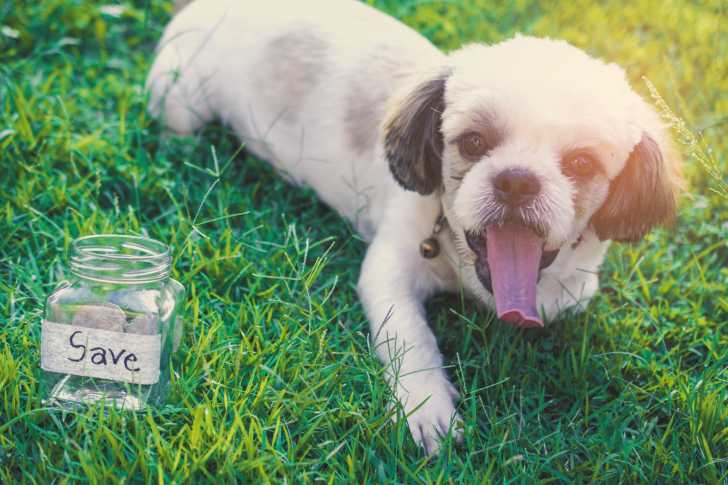 Un Shih Tzu allongé sur de l'herbe à côté d'un bocal 