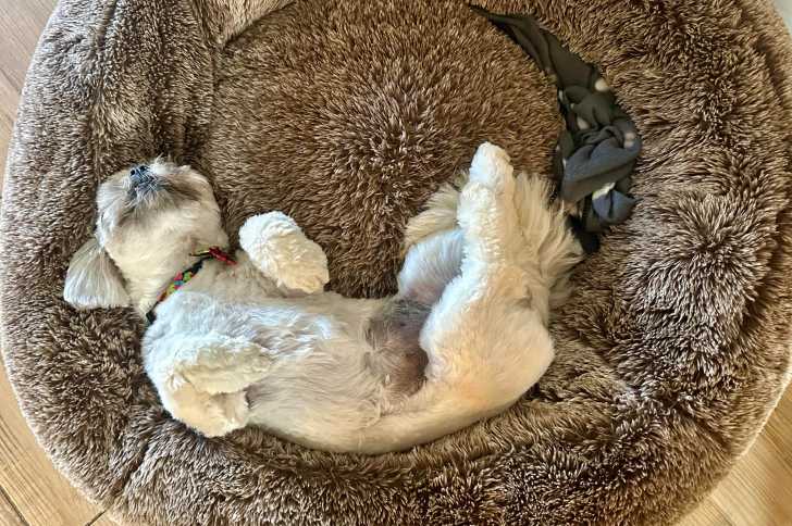 Un Shih Tzu allongé dans sa couchette et portant un collier autour du cou 