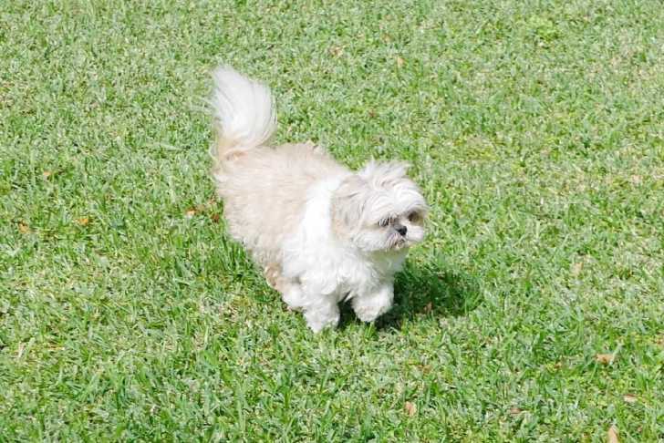 Un Shih Tzu ùsur une surface gazonnée
