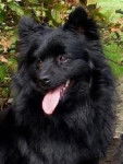 Carla - Spitz Allemand (2 ans)
