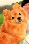 canelle - Spitz Allemand (4 ans)