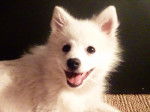 Hector - Spitz Allemand Mâle (5 mois)