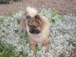 guly - Spitz Allemand Mâle (1 an)
