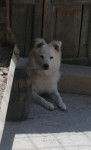 Coco - Spitz Allemand Mâle (7 mois)