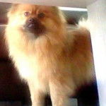 Bouba - Spitz Allemand Mâle (1 an)