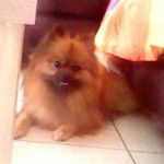 Bouba - Spitz Allemand Mâle (1 an)