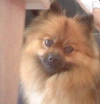 Bouba - Spitz Allemand Mâle (1 an)