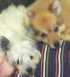 eliot et kali - Spitz Allemand Mâle (9 mois)