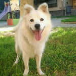 Coco - Spitz Allemand Mâle (1 an)