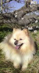 Jackey - Spitz Allemand Mâle (6 ans)