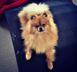 Gabana - Spitz Allemand (2 ans)