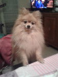 Cooki - Spitz Allemand Mâle (6 ans)