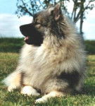 Spitz Allemand - Spitz Allemand