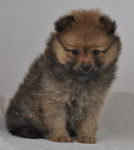 rubi - Spitz Allemand (2 mois)