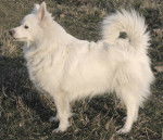 Luck - Spitz Allemand (5 ans)