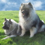 Spitz-Loup - Engel et Wellington - Spitz Allemand