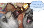 Spitz-Loup - Engel et Wellington - Spitz Allemand