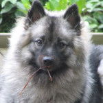 Spitz-Loup - Engel van't Kezenhoeveke - Spitz Allemand