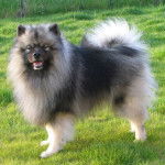 Spitz-Loup - Wellington - Spitz Allemand