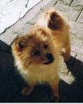 Spitz Allemand moyen fauve orangé/Volcan - Spitz Allemand