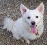 loulou de pomeranie dit spitz allemand - Spitz Allemand