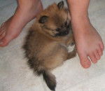 spitz nain (Poméranien), Punaise - Spitz Allemand