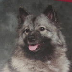 SPITZ LOUP - Beverly - Spitz Allemand