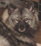 SPITZ LOUP - Blixi - Spitz Allemand