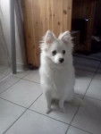 bounty - Spitz Allemand Mâle (6 mois)